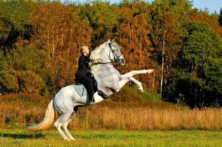 Cowgirl and Andalusian Horse - cowgirl, Autumn, trees, Fall, Andalusian, grass, horse