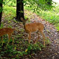 Deer In The Woods