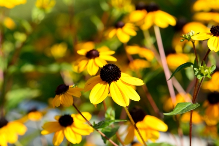 Summer Flowers - daisies, wildflowers, yellow flowers, Summer Flowers