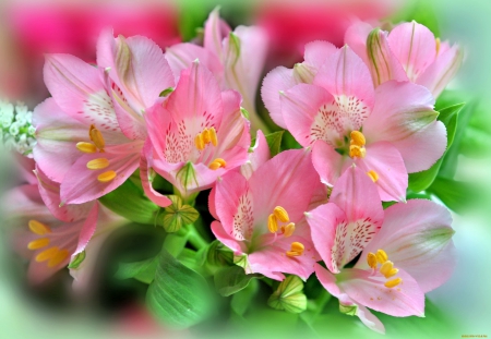 Lovely flowers - pretty, pink, beautiful, leaves, bouquet, flowers, lovely