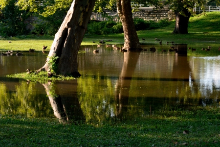 Summer Pond Serenity - summertime, pond, Summer Pond Serenity, tranquil, serenity, serene, peaceful