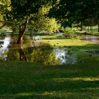 Peaceful Park Pond