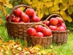 Apples