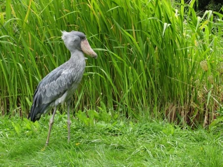 Schuhschnabel - schnabel, bird, animal, nature, schuh