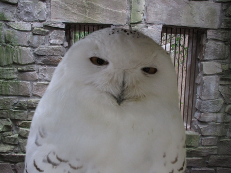 Snowy Owl - nature, snow, owl, snowy, bird