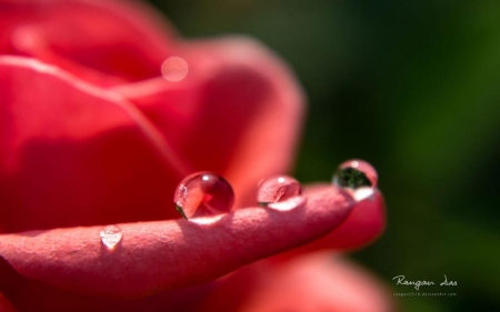 Raindrops III. - photography, rose, dew, spring, macro, petals, drops, dewdrops, rain, raindrops, wallpaper, summer, hd, abstract, close-up, red, flowers