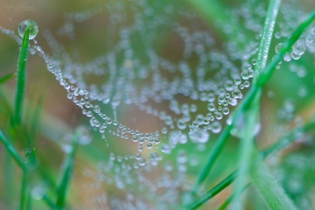 A string of pearls - raindrops, summer, grass, spring, garden, rain, dew, macro, abstract, close-up, photography, drops, dewdrops, web, nature, green, spider web, softness