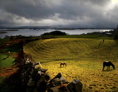 Country Field in Ireland - animals, rocks, shadow, grass, blue, lake, horses, white, sky, clouds, field, house, nature