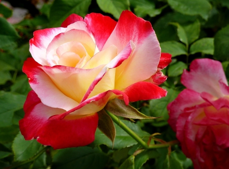 Rose - yellow, rose, red, beautiful