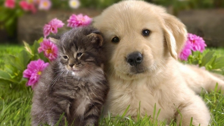 Best Friends - beautiful, cat, friends, dog