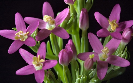 My Lovely Color - flowers, lovely, purple, still life