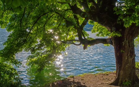 Tree by the Sparkling River