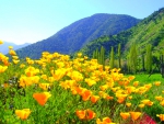 Spring Wildflowers