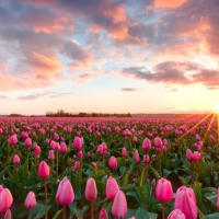 Sunset Over the Tulips Field