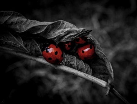 Ladybugs - insects, nature, two colors, ladybugs, leaf