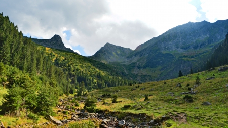 Wildness 1 - woods, wild, mountain, creek