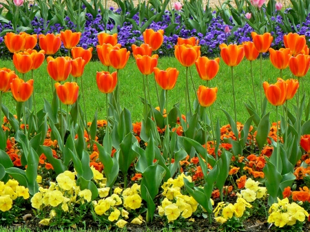 TULIPS BEAUTY - colors of nature, yellow flowers, tulips, nature, leaves, orange, flowers, garden, purple flowers