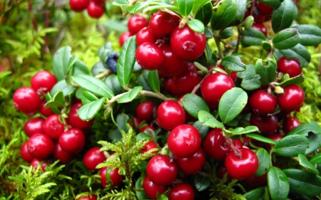 Berries - berry, red, fruit, green