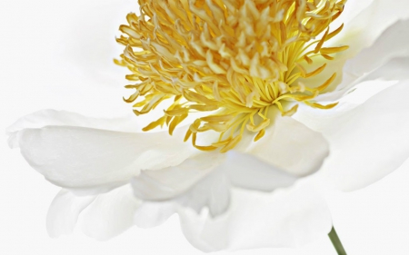 White and Yellow - white, flower, yellow, petals