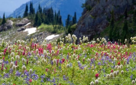 Wildflowers - landscape, photography, summer, field, mountains, wallpaper, spring, hd, nature, abstract, flowers, grass, scene