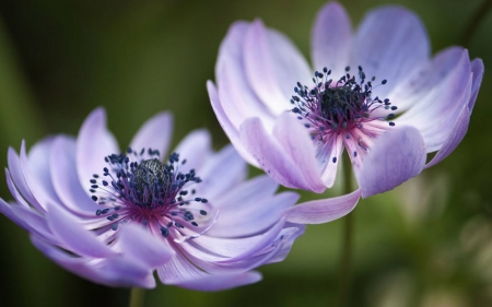 Beautiful Flowers - flowers, petals, nature, bloom