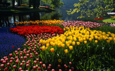 Beautiful Garden - flowers, garden, nature, bloom