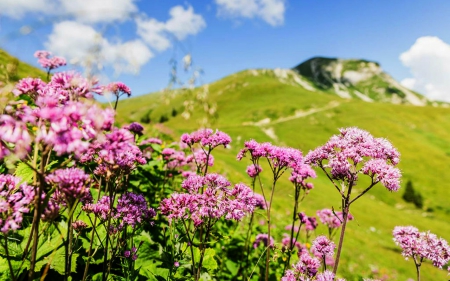 Pink Flowers - nature, sky, mountain, flower