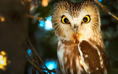 The Look - owl, look, animals, bird