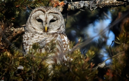 Owl - tree, owl, animals, bird