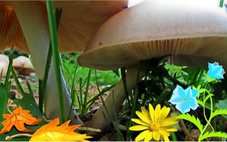 Where ants live - make believe, flower, nature, mushroom