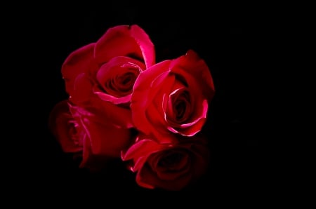 Passion - roses, beautiful, red passion, flowers, red roses