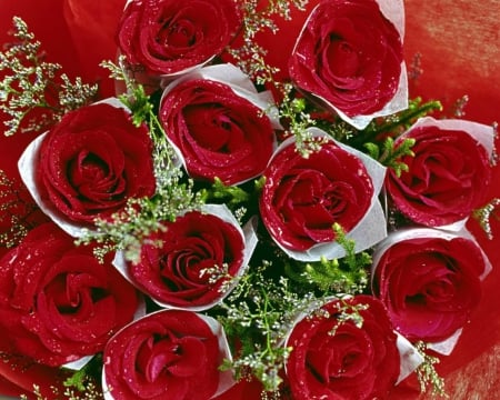 Red Roses - red, flower, rose, bloom