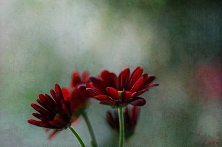 Flowers - nature, red flowers, beautiful, gerberas