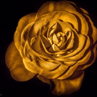 Golden Rose