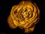 Golden Rose