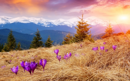 Purple Flowers - crocus, trees, landscape, spruce, meadow, mountains, nature, snow, flowers, grass