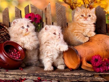 Persian kittens - fun, joy, flowers, fluffy, kittens, garden, cats, friends, yard, kitties, pot, beautiful, sweet, fence, berries, persian, cute, adorable, animals