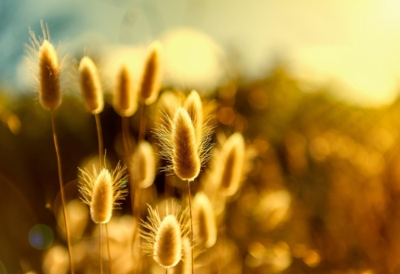 Bokeh - plant, bokeh, golden, glare