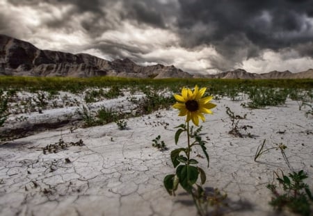 I will survive - desert, clouds, flower, sun flower