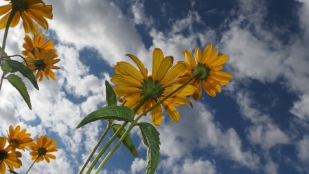 Yellow flower - bluesky, summer, green, sky