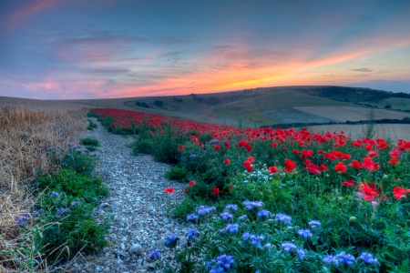 Field of poppies - red, poppies, flowers, field, nature, hd, sunrise