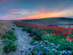 Field of poppies