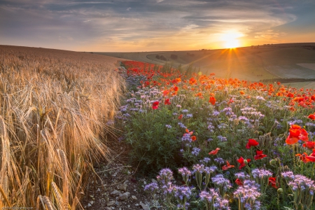 Sunrise - hd, nature, field, sunrise, poppies