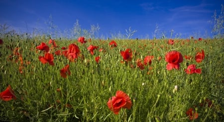 Field of poppies - sky, poppies, flowers, field, nature, hd