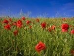 Field of poppies