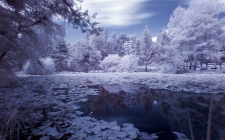 Beautiful Winter - winter, nature, scenery, garden, snow, lake, forest