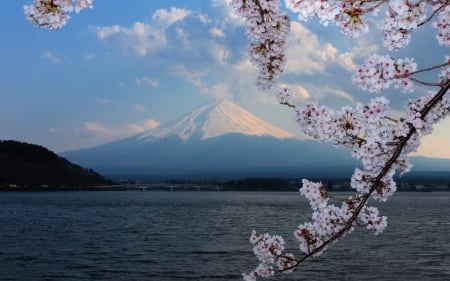 Mt. Fuji - fuji, cherry blossom, sakura, scenery, mountain, flowers, japan, nature, lake