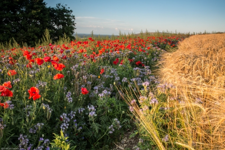 Field of poppies - Field, Nature, Flowers, HD, Poppies