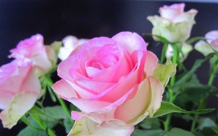 Pink - rose, flower, pink, soft