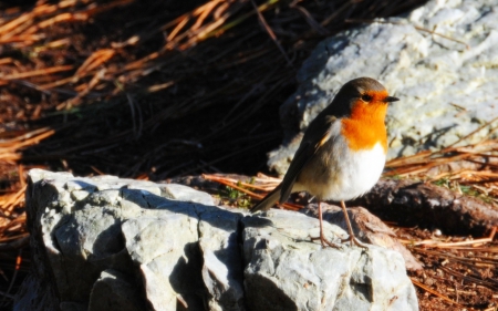 Robin - rest, winter, bird, snow